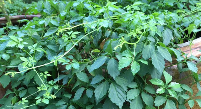 Picture 1 of A type of dried leaf sold in Vietnamese markets is likened to natural insulin