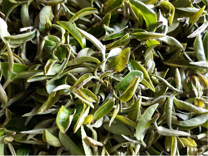 Picture 2 of A unique type of plant that increases in price 13 times when bitten by bugs. Only a few provinces in Vietnam can grow it.