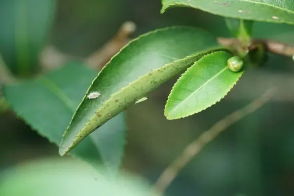 Picture 5 of A unique type of plant that increases in price 13 times when bitten by bugs. Only a few provinces in Vietnam can grow it.