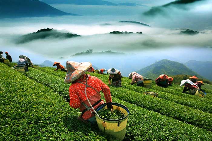 Picture 6 of A unique type of plant that increases in price 13 times when bitten by bugs. Only a few provinces in Vietnam can grow it.