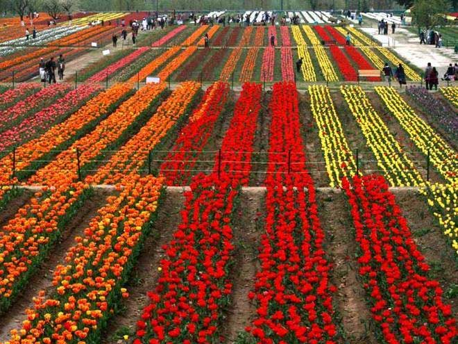Admire Asia's largest tulip garden with breathtaking beauty Picture 4