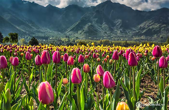 Admire Asia's largest tulip garden with breathtaking beauty Picture 5