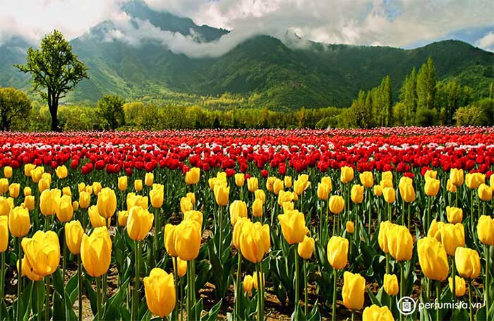 Admire Asia's largest tulip garden with breathtaking beauty Picture 6