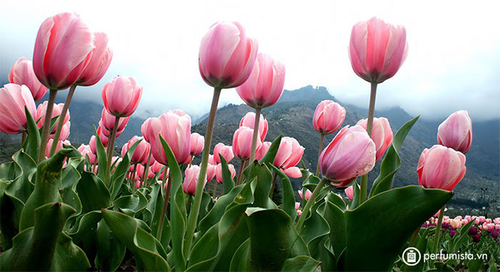 Admire Asia's largest tulip garden with breathtaking beauty Picture 7