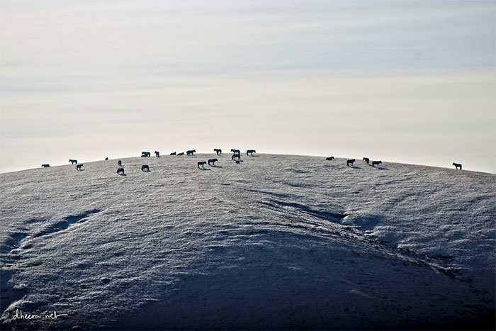 Picture 11 of Admire the beautiful scenery of Mongolian winter