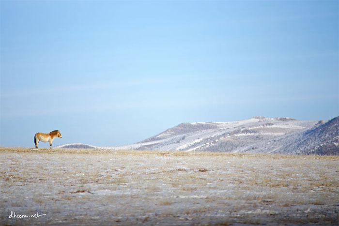 Picture 12 of Admire the beautiful scenery of Mongolian winter
