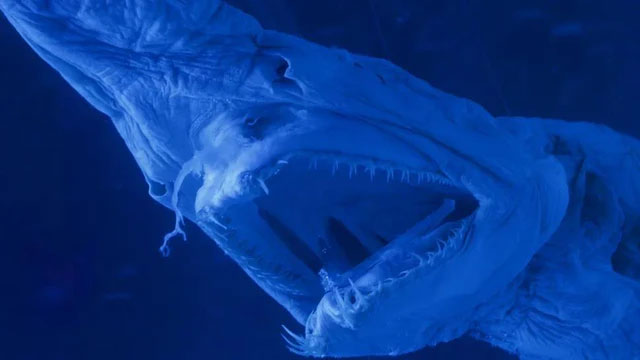 Picture 1 of Admire the 'living fossils' that exist around us