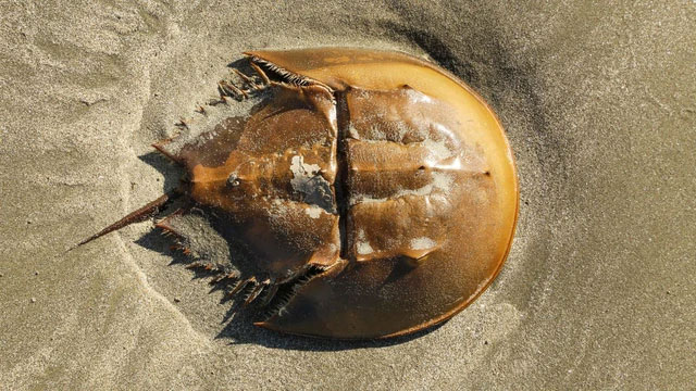 Picture 2 of Admire the 'living fossils' that exist around us