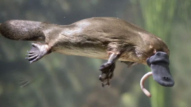 Picture 3 of Admire the 'living fossils' that exist around us