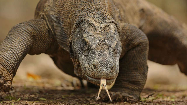 Picture 4 of Admire the 'living fossils' that exist around us