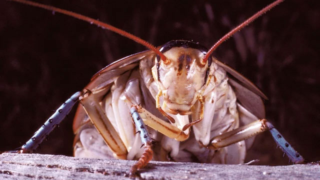 Picture 5 of Admire the 'living fossils' that exist around us