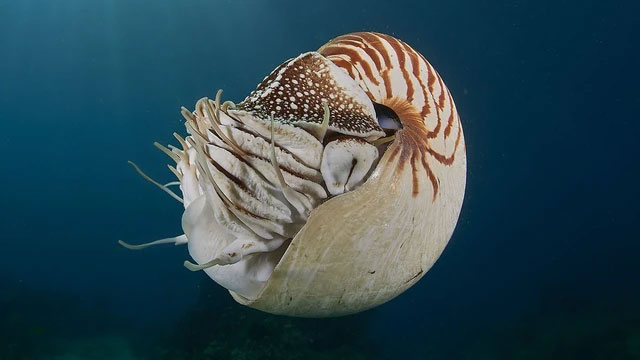 Picture 6 of Admire the 'living fossils' that exist around us