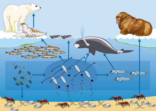 After 389 days in the Arctic, costing more than $160 million, hundreds of scientists brought back bad news: What was it? Picture 5