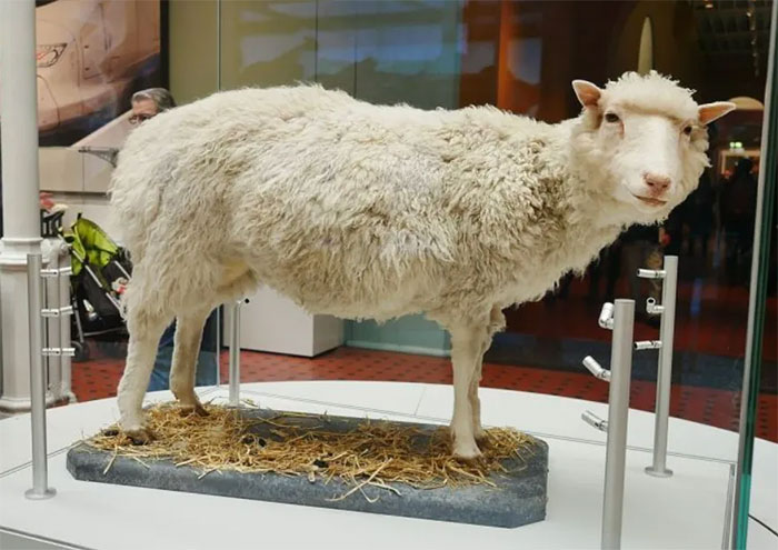 After Dolly the sheep, why haven't humans cloned yet? Picture 1