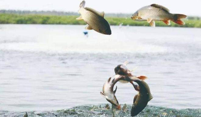 Picture 1 of After the river flows into the sea, where do the large amount of freshwater fish go?