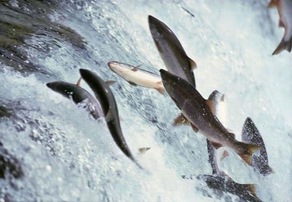 Picture 2 of After the river flows into the sea, where do the large amount of freshwater fish go?