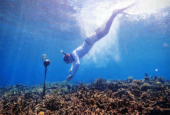 AI is trained to hear the sound of coral life Picture 1