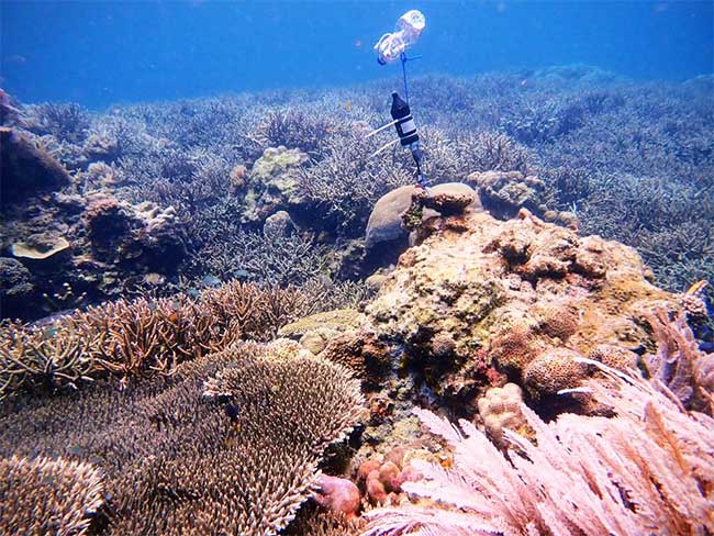 AI is trained to hear the sound of coral life Picture 2