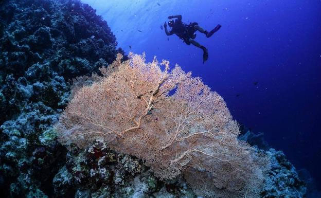 Picture 1 of Alarming coral bleaching phenomenon detected in the Red Sea