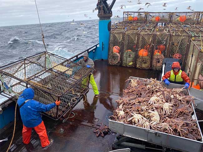 Picture 3 of Alaskan snow crab is mysteriously disappearing