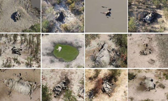 Picture 1 of Algae bloom kills 350 elephants in Botswana