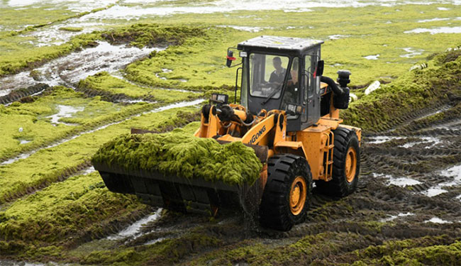 Picture 1 of Algae can survive in a Mars-like environment