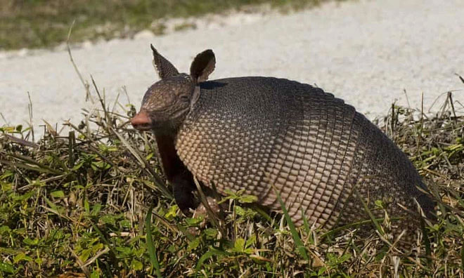 Picture 4 of 'Alien hunt' in a town surrounded by armadillos in America