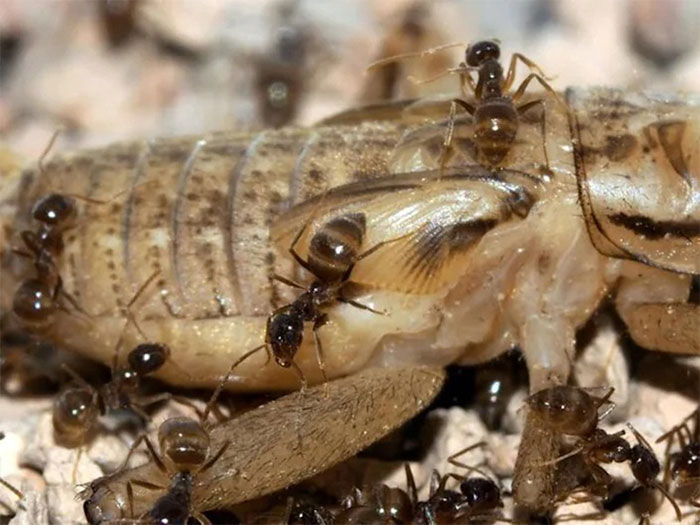 Picture 1 of Alien mad ants threaten native animals in Texas
