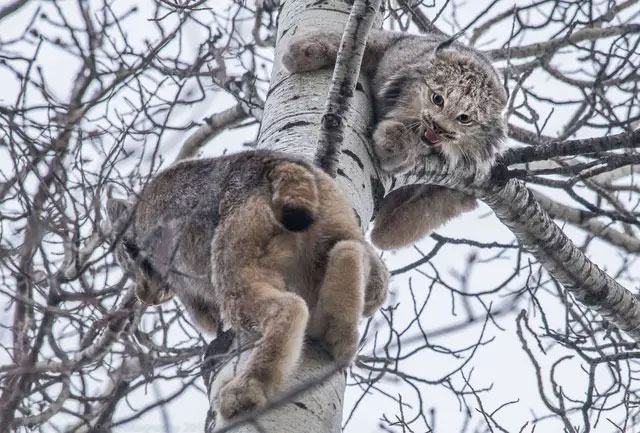 Picture 3 of All cats have long tails, so why is the lynx's tail so short?