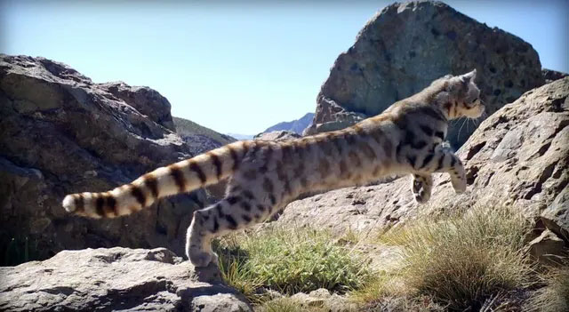 Picture 4 of All cats have long tails, so why is the lynx's tail so short?