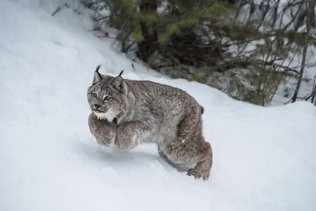 Picture 6 of All cats have long tails, so why is the lynx's tail so short?