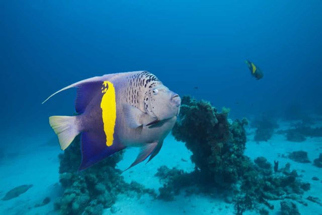 Picture 10 of Amazing facts about deep sea creatures