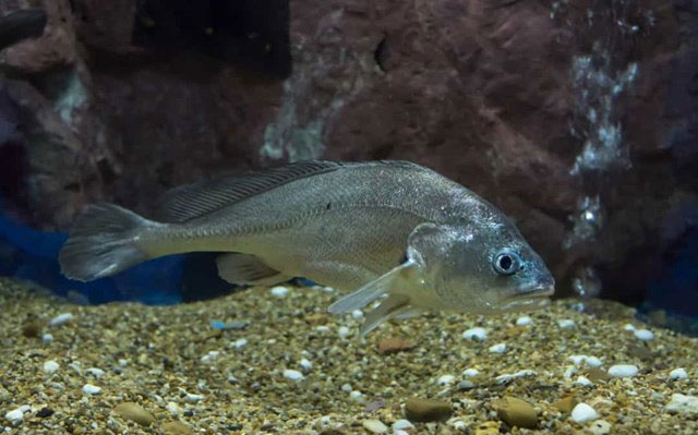 Picture 11 of Amazing facts about deep sea creatures