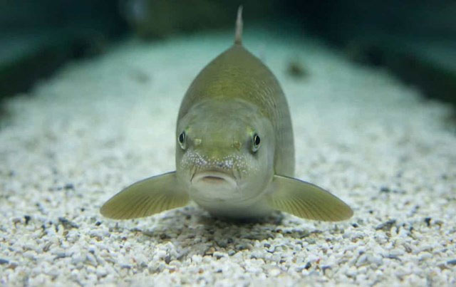 Picture 12 of Amazing facts about deep sea creatures