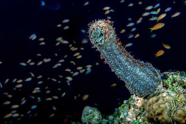 Picture 8 of Amazing facts about deep sea creatures