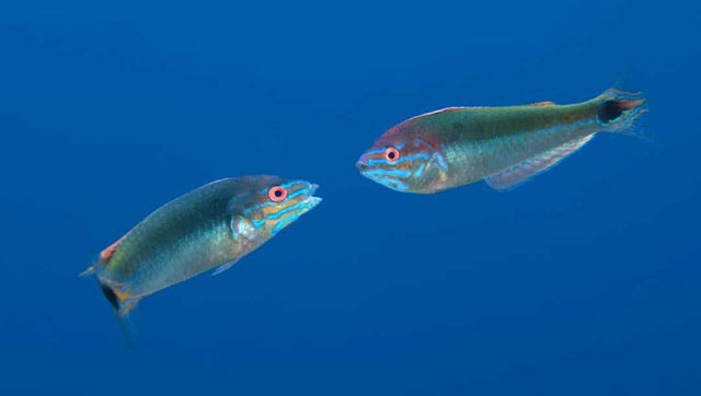 Picture 9 of Amazing facts about deep sea creatures