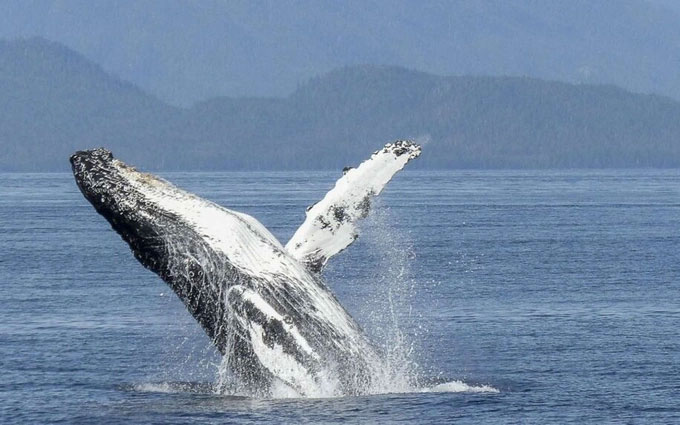 Picture 1 of Amazing new discovery about humpback whales