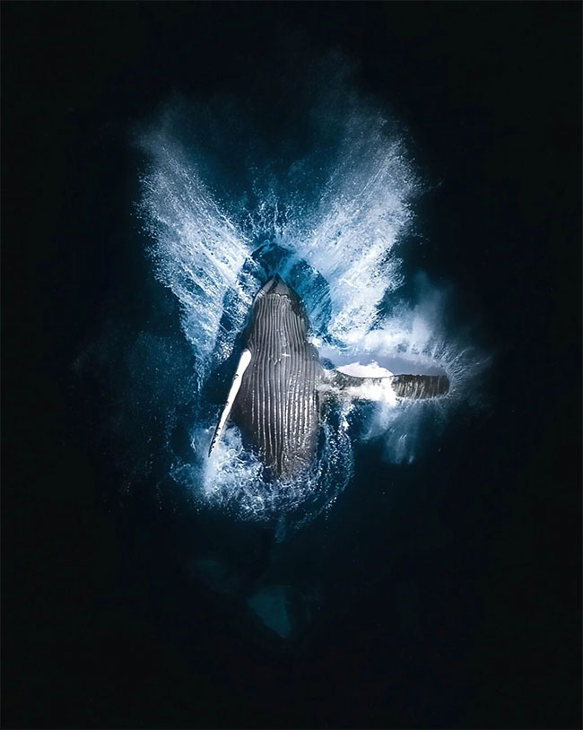 Picture 6 of Amazing wildlife footage from above