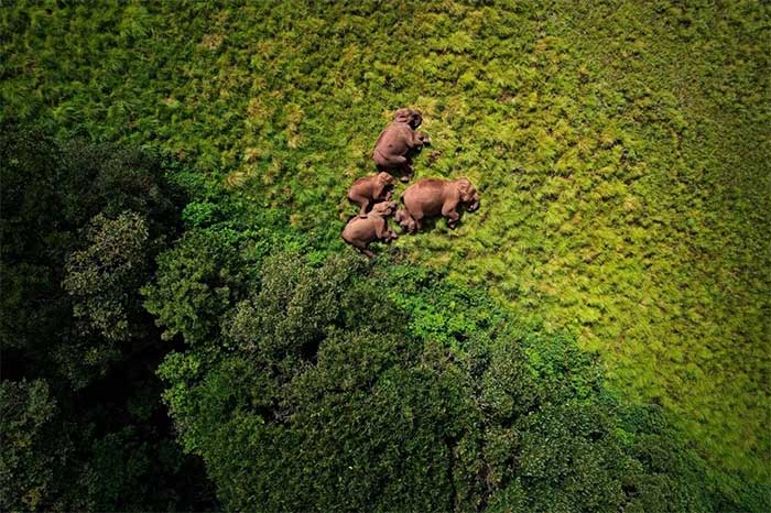 Picture 7 of Amazing wildlife footage from above