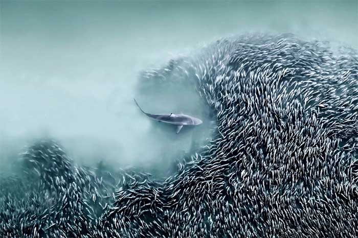 Picture 8 of Amazing wildlife footage from above