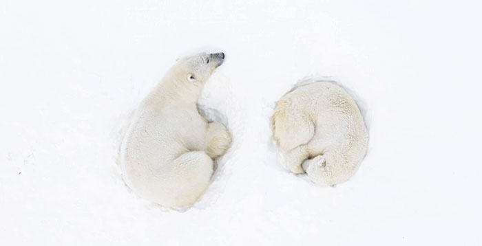 Picture 9 of Amazing wildlife footage from above