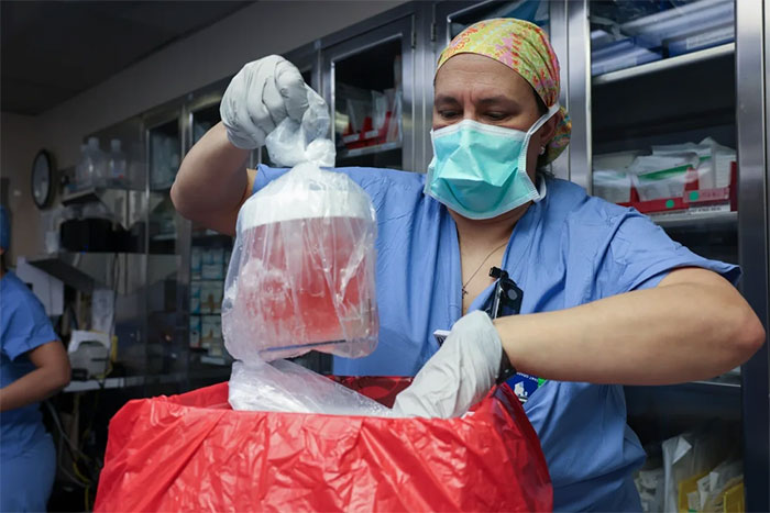 Picture 2 of America transplanted pig kidneys to living humans for the first time