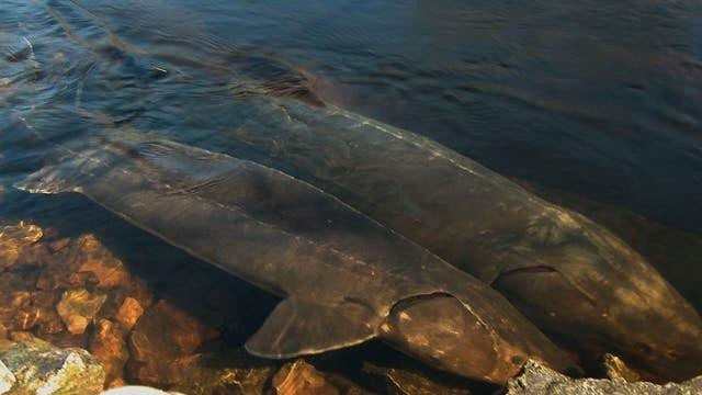 Picture 2 of Americans rush to hunt prehistoric monsters