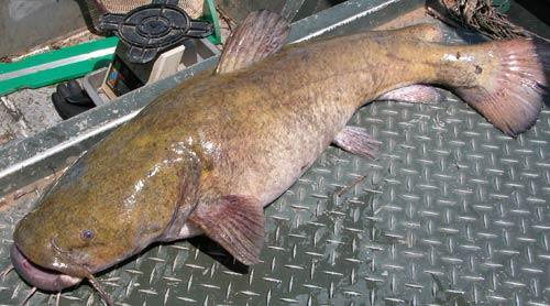 Picture 2 of America's 'monster fish': Weighs up to 56kg, is more than 1 meter long, eats all of its own species, making the authorities worried