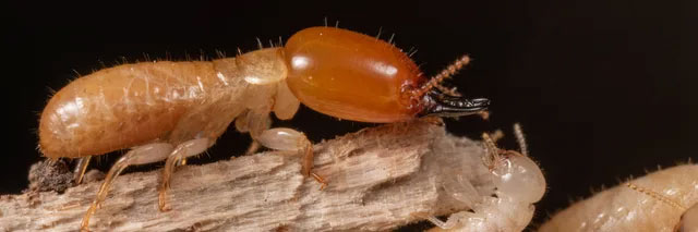 Among the termites, there is a genus that has been adventuring at sea for millions of years Picture 3
