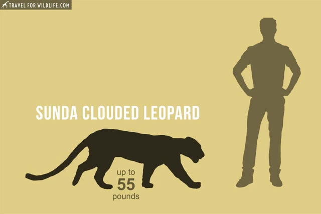 Picture 2 of An animal that has been extinct for 40 years suddenly 'reappears': Instead of being happy, scientists are scared!