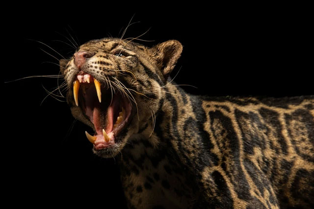 Picture 3 of An animal that has been extinct for 40 years suddenly 'reappears': Instead of being happy, scientists are scared!