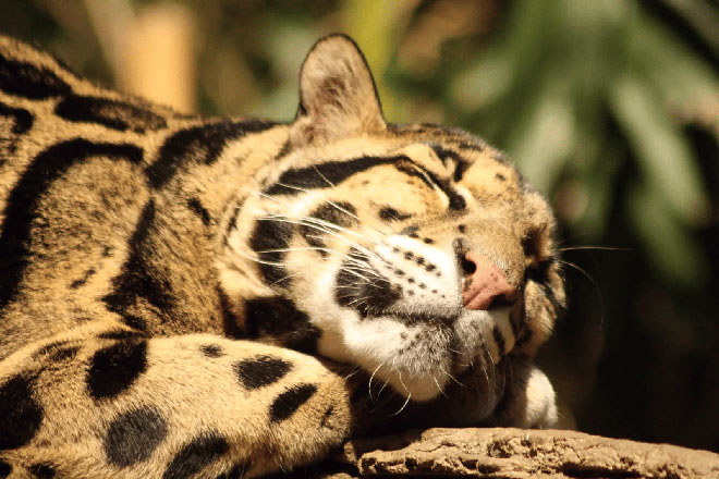 Picture 4 of An animal that has been extinct for 40 years suddenly 'reappears': Instead of being happy, scientists are scared!