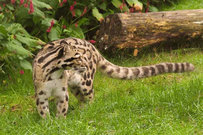 Picture 5 of An animal that has been extinct for 40 years suddenly 'reappears': Instead of being happy, scientists are scared!