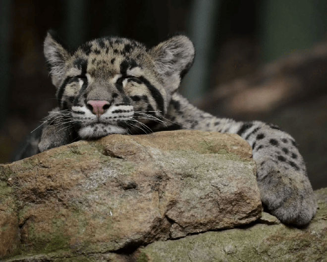 Picture 6 of An animal that has been extinct for 40 years suddenly 'reappears': Instead of being happy, scientists are scared!